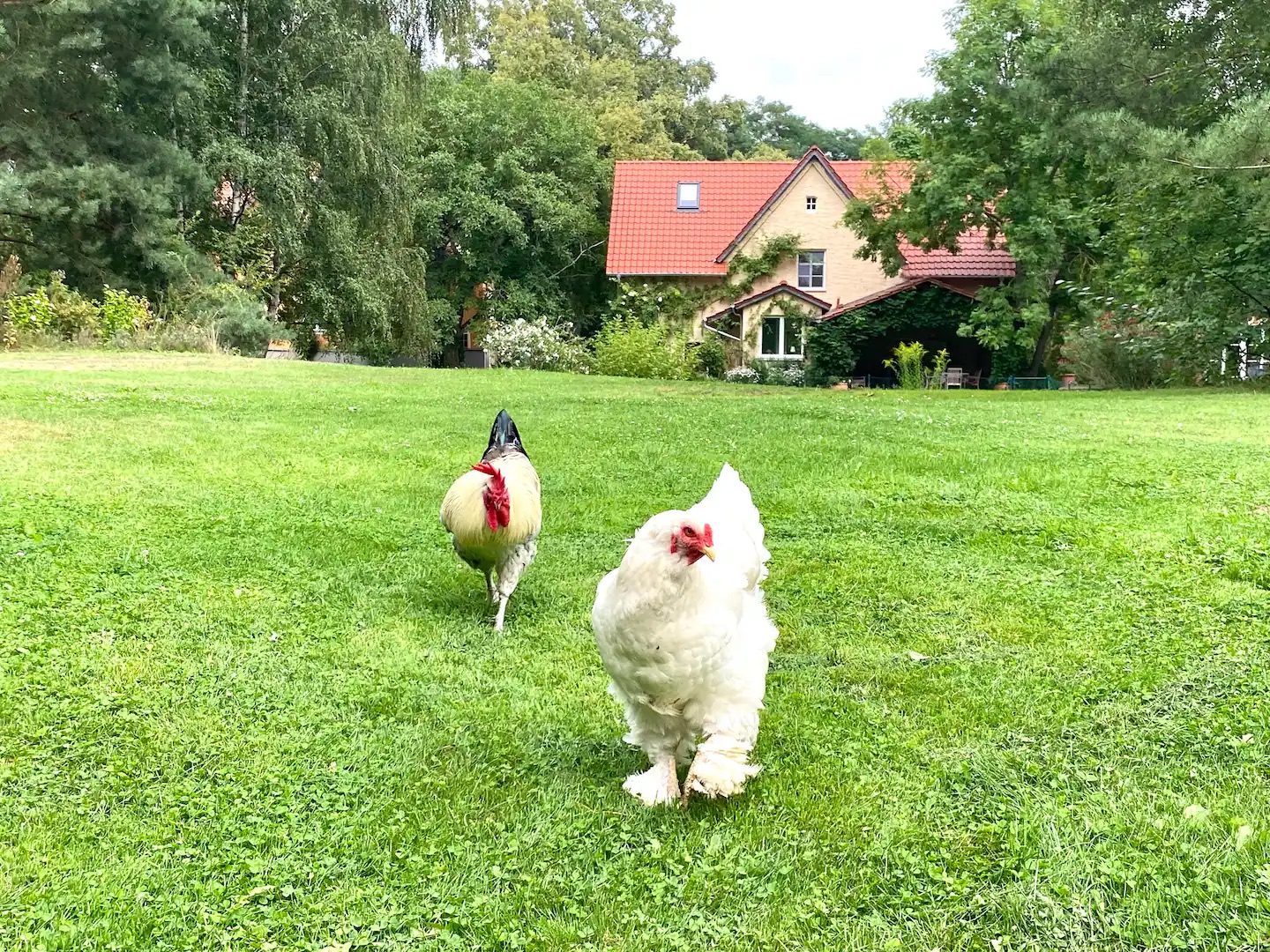 freilaufende huehner in villa kersdorf