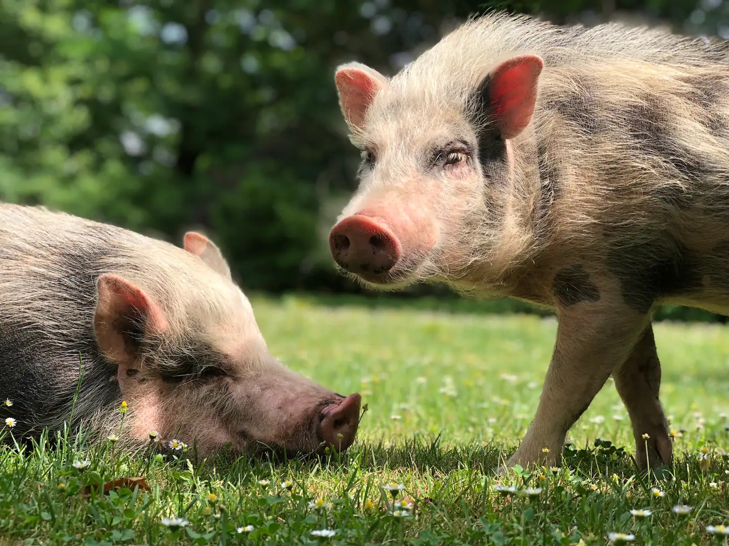 freilaufende schweine villa kersdorf