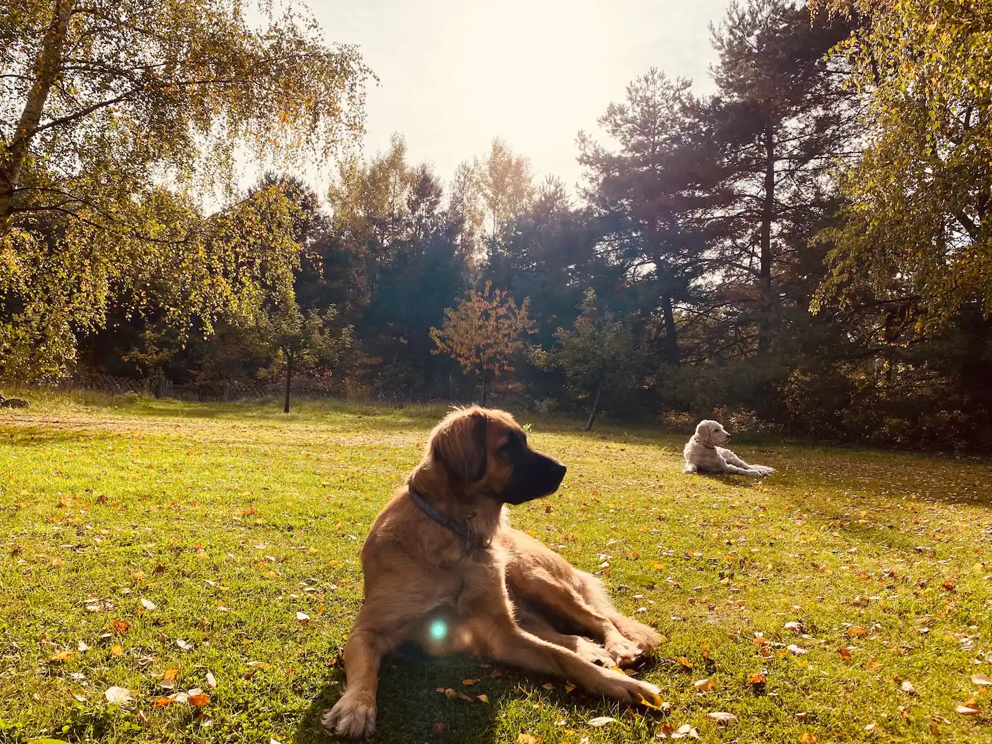 hunde in villa kersdorf